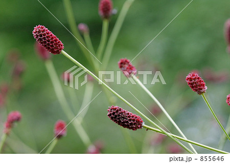 秋のシックな色合いの吾亦紅 855646