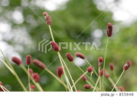 秋のシックな色合いの吾亦紅 855648