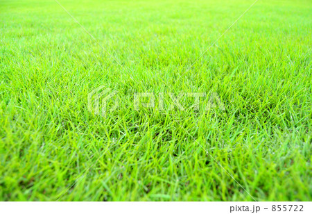 芝生のグリーン 855722