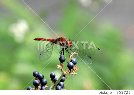 薮茗荷の実に止まる赤蜻蛉 855723