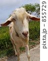 ヤギ 855729