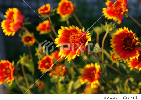 夕暮れに染まる 夕暮れに染まる 855731