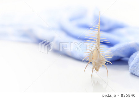 青いタオルとホネガイ 855940