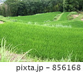 夏の棚田 856168