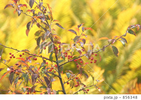 尾瀬の秋風景 856348