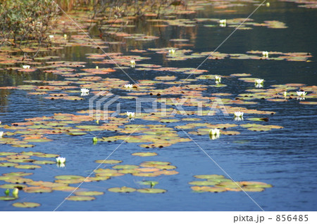 ヒツジグサの開花 856485