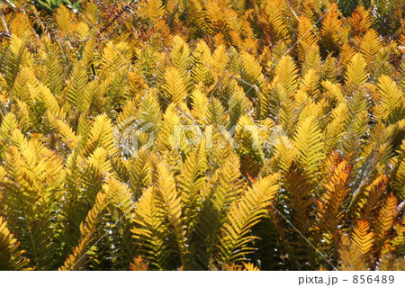 尾瀬のヤマトリゼンマイ 尾瀬のヤマトリゼンマイ 856489