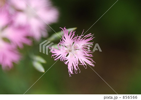 カワラナデシコ 856566