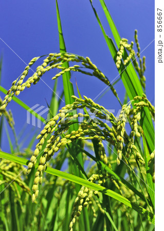 晩夏の田んぼ 856667