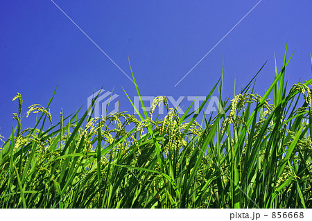 晩夏の田んぼ 晩夏の田んぼ 856668