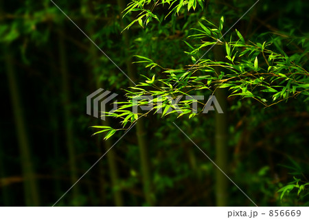 竹林 856669