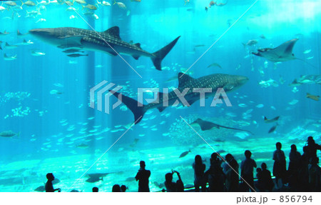 世界最大級の水族館 856794