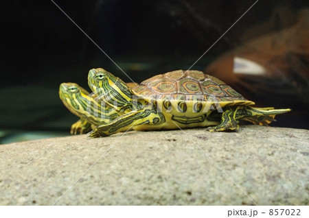 ニカラグアクジャクガメ ニカラグアクジャクガメ 857022