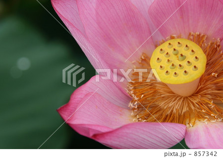 蓮「毎葉蓮」 857342