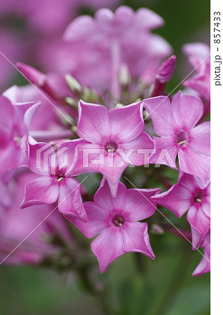 宿根フロックス 857433