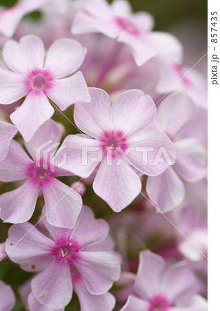 宿根フロックス 宿根フロックス 857435