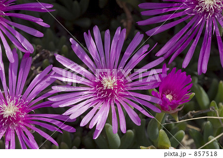 マツバギク マツバギク 857518