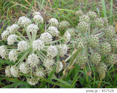 ハマボウフウ　花と実 857526