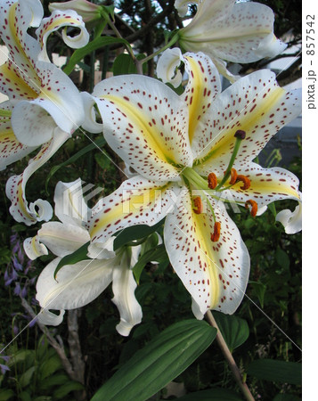 ヤマユリ　 857542