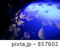 みずくらげ 857602