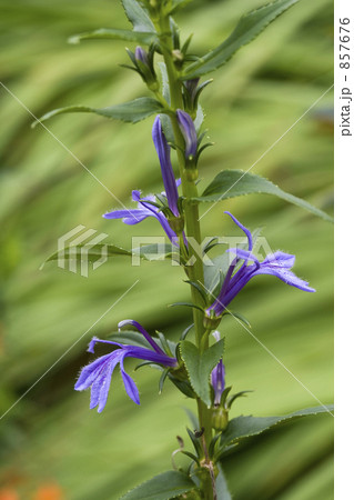 サワギキョウ 857676