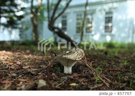 きのこ 857707