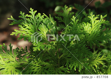 青森ヒバの苗 青森ヒバの苗 857708