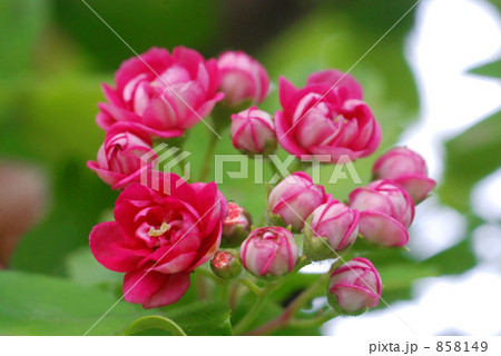 サンザシの花 858149