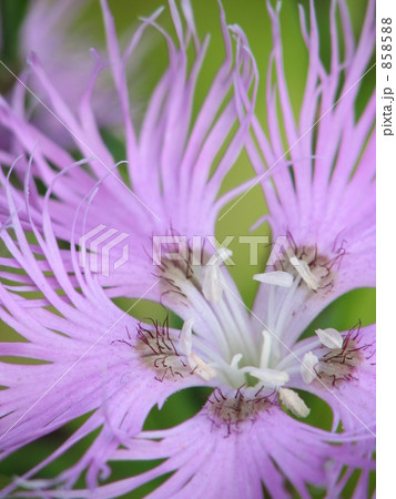 カワラナデシコ 858588