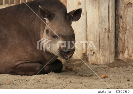 アメリカバク(上野動物園) アメリカバク(上野動物園) 859269