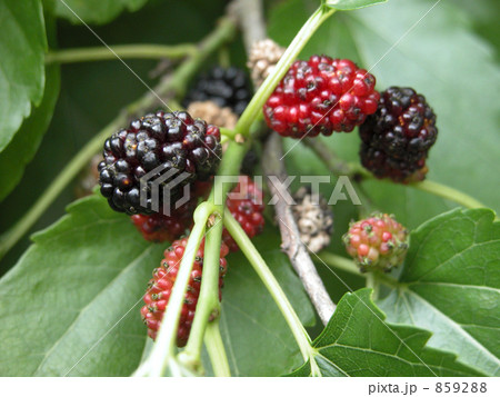 桑の実「マグワ」 859288