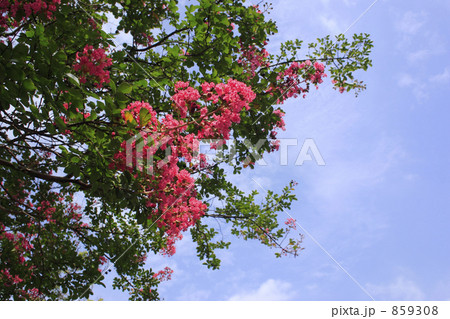 ピンクのサルスベリ B 859308