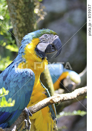 ルリコンゴウインコ　2 859937
