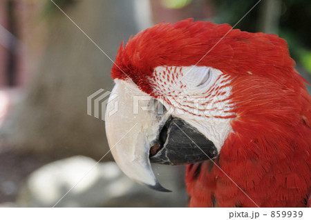 コンゴウインコ　1 859939