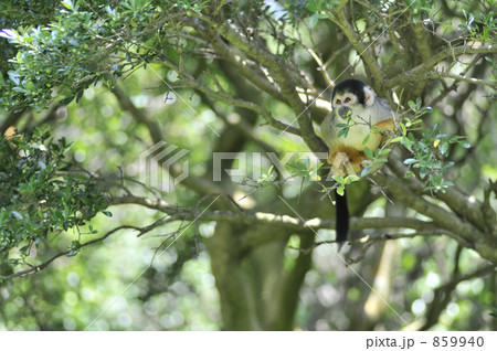 リスザル　2 859940