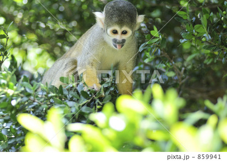 リスザル　1 859941