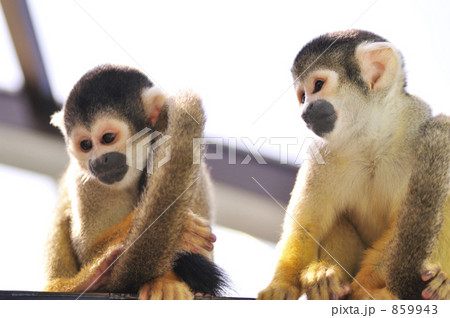 リスザル　3 859943