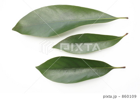 マテバシイの青葉（表） 860109