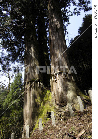 大悲山の三本杉 大悲山の三本杉 860140