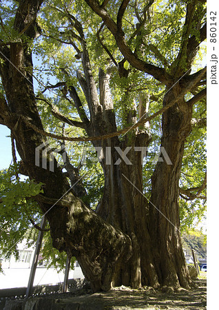 佐用の大いちょう 860142