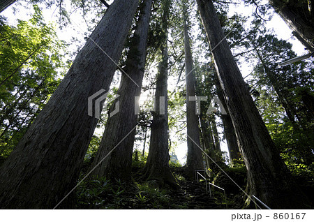 白山中宮神社の杉木立 白山中宮神社の杉木立 860167