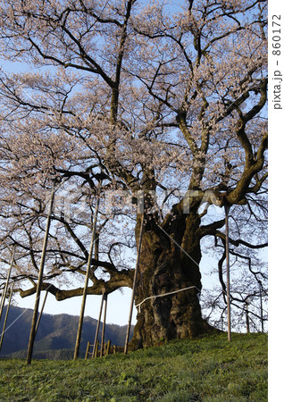 一本桜 860172