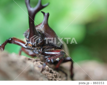 夏休みのカブト虫 夏休みのカブト虫 860353