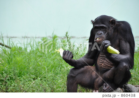 チンパンジー 860438