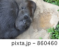 ゴリラ 860460
