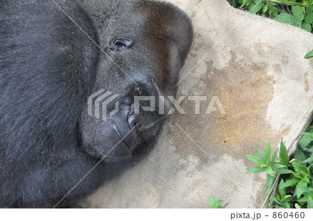 ゴリラ ゴリラ 860460