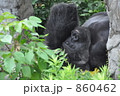 ゴリラ 860462