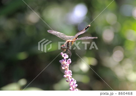 シオカラトンボ シオカラトンボ 860468