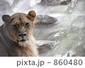 ライオン 860480