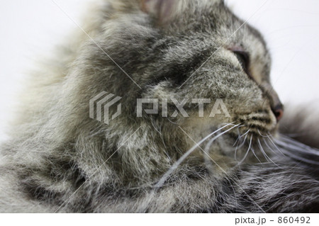 猫の横顔 猫の横顔 860492